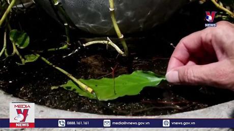 Áp dụng KHCN để phòng chống dịch sốt xuất huyết