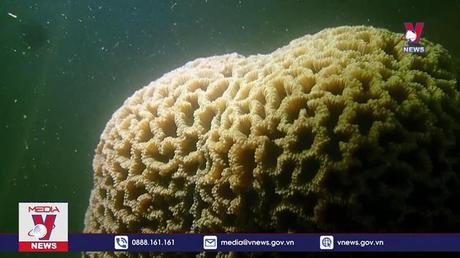 Giải cứu và phục hồi những rạn san hô