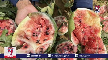 Điều tra 5 kẻ trộm cắp, phá nát ruộng dưa hấu 