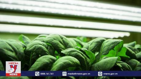 Trang trại thẳng đứng được nhân rộng tại nhiều nước