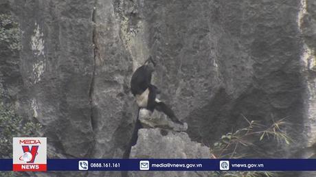 Quần thể voọc cực kỳ nguy cấp đang hồi sinh ở Việt Nam