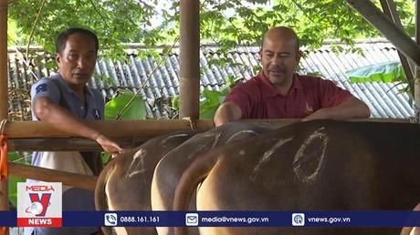 Dịch lở mồm long móng ảnh hưởng tới hoạt động mua bán gia súc ở Indonesia