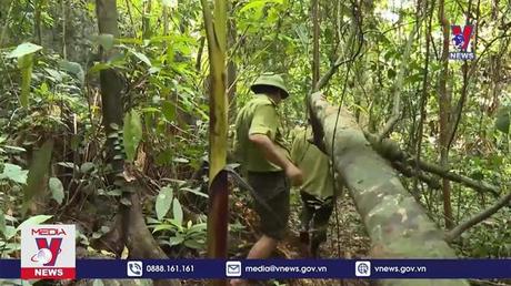 Quảng Bình cần xử lý nghiêm vụ phá rừng phòng hộ