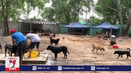 Người phụ nữ làm trại cưu mang hơn 1.000 chó mèo