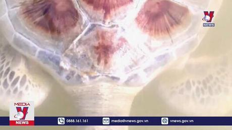 Bàn giao cá thể thuộc loài thủy sản nguy cấp, quý hiếm