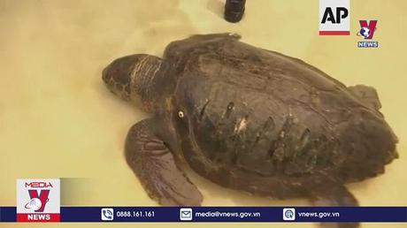 Israel nỗ lực bảo tồn các loài rùa biển quý hiếm