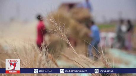 G20 tìm giải pháp cho vấn đề lương thực toàn cầu