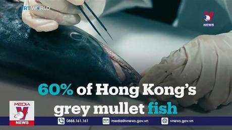 Tìm thấy hạt vi nhựa trong thịt bò và thịt lợn