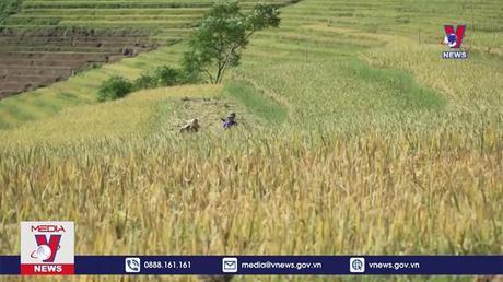 Quy hoạch Mù Cang Chải thành điểm du lịch vùng Tây Bắc 