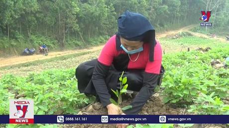 Tuyên Quang hoàn thành trồng mới hơn 10.350 ha rừng