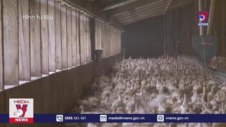 Xác định quá trình tiến hóa của virus cúm gia cầm H5N1