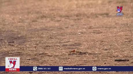 Nắng nóng cực đoan ở châu Âu