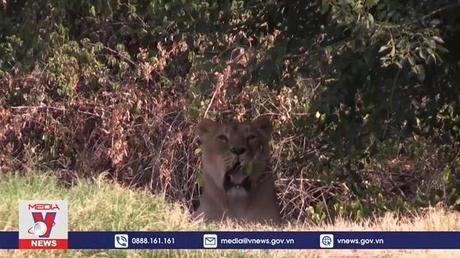 Động vật trong vườn thú Madrid giải nhiệt bằng đồ ăn đông lạnh