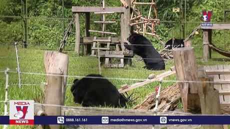 Để những cá thể gấu được về với tự nhiên