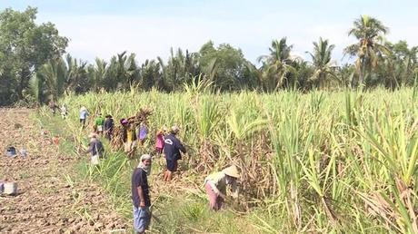 Nhập khẩu đường từ ASEAN tăng đột biến