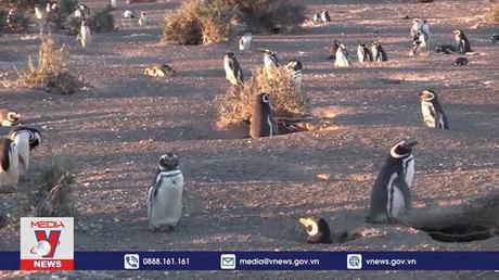 Hàng trăm chim cánh cụt chết dạt vào bờ biển Brazil