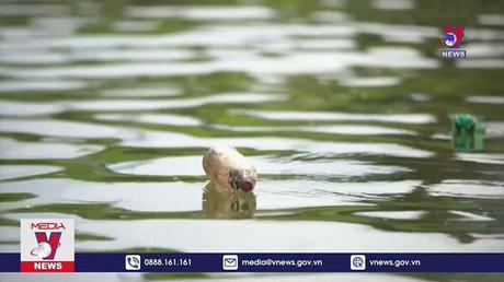 Loại bỏ rác thải - Hồi sinh dòng sông ô nhiễm