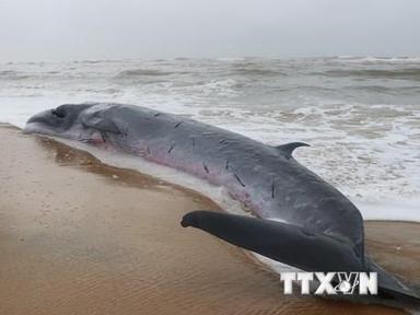 Phát hiện xác cá voi “khủng” dạt vào bờ tại xã đảo Quan Lạn