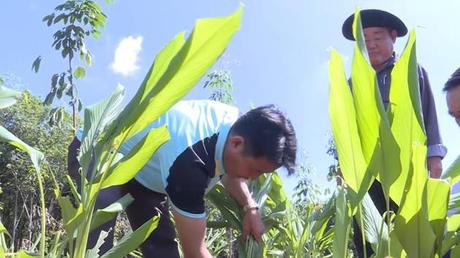 Bình Phước trồng dược liệu dưới tán vườn điều, cao su