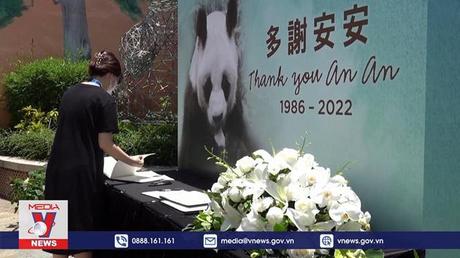 Gấu trúc An An qua đời ở tuổi 35