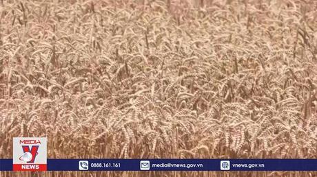 Mỹ hối thúc Nga sớm thực thi thỏa thuận ngũ cốc