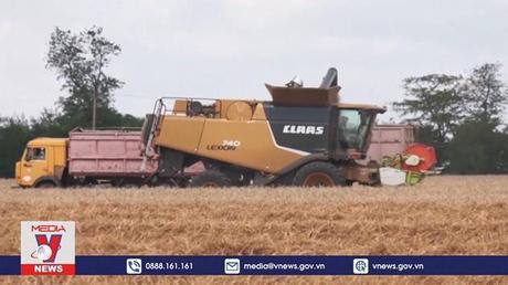 Các nước tìm cách đối phó cuộc khủng hoảng lương thực