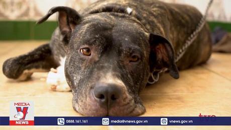 Siết chặt kiểm soát chó dữ tại nhiều nước