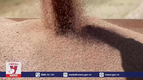 Thúc đẩy thực thi thỏa thuận xuất khẩu ngũ cốc Ukraine