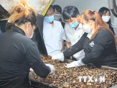 Xuất khẩu hạt điều của tỉnh Bình Phước vẫn đạt 1 tỷ USD