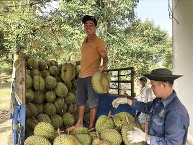Sầu riêng Lâm Đồng chuẩn bị có mặt tại 