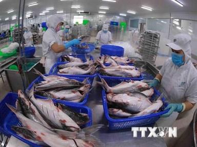 Loạt doanh nghiệp cá tra ghi nhận lãi “khủng” nhờ chu kỳ tăng giá