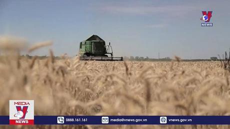 Tín hiệu lạc quan về xuất khẩu ngũ cốc qua Biển Đen