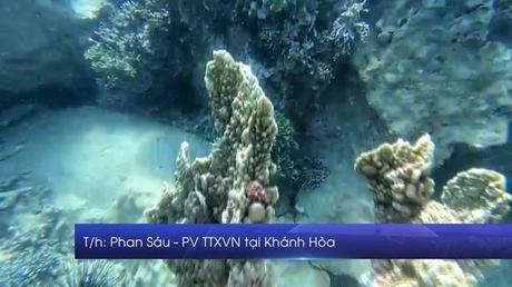 Đề xuất giải pháp xử lý tình trạng suy giảm rạn san hô ở Hòn Mun