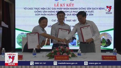 Nỗ lực phòng chống bệnh khảm lá sắn ở Việt Nam