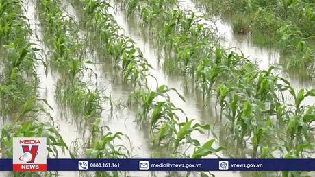 Bạc Liêu khắc phục ngập úng, bảo vệ sản xuất nông nghiệp