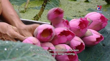 Không gian Pháp ngữ ngày 31/7/2022: Trải nghiệm sen Cung đình giữa sân nhà cổ