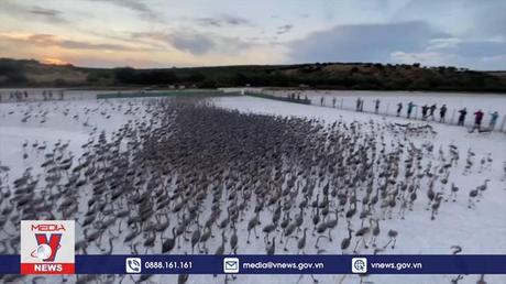 Tây Ban Nha nỗ lực bảo tồn hồng hạc