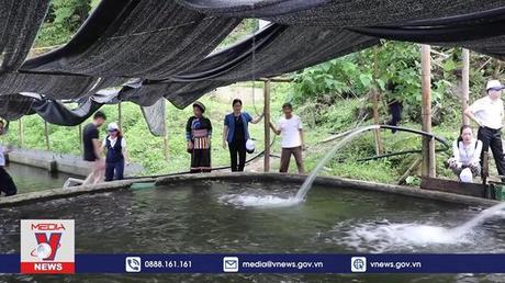 Độc đáo mô hình nuôi cá nước lạnh kết hợp cùng du lịch trải nghiệm