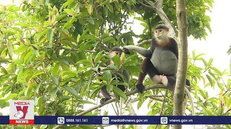 Phục hồi và bảo tồn hệ sinh thái rừng biển  miền Trung -Tây Nguyên