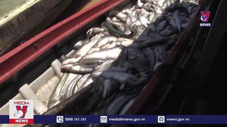 Tiếp tục sắp xếp việc nuôi cá bè trên hồ Trị An