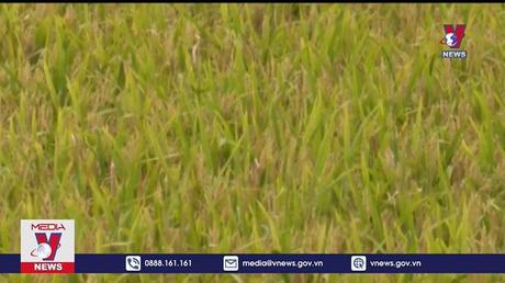 Tiền Giang trúng mùa vụ lúa hè thu