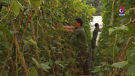 Học Bác mỗi ngày 3/8/2022: Quân đội tham gia sản xuất