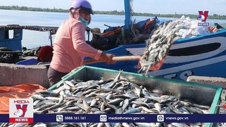 Ngư dân Quảng Trị trúng đậm cá nục