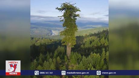 Đến thăm cây cao nhất thế giới sẽ bị phạt 5.000 USD