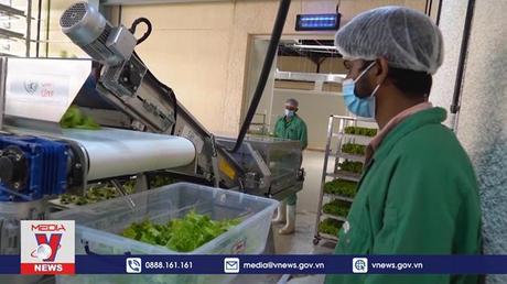 Trang trại thẳng đứng – giải pháp thực phẩm xanh cho UAE