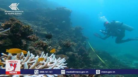 Rạn san hô Great Barrier phục hồi mạnh mẽ