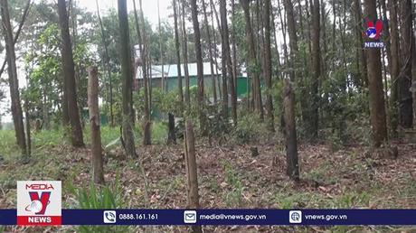 Hàng trăm hec ta rừng “biến” thành vườn cây ăn trái