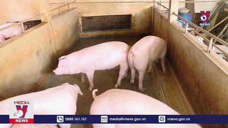 Giá lợn hơi đột ngột giảm mạnh 