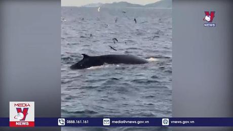 Cá voi xanh liên tục xuất hiện ở biền Đề Gi, Bình Định