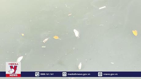 Bình Định: Tìm nguyên nhân cá chết tại hồ sinh thái Bàu Sen